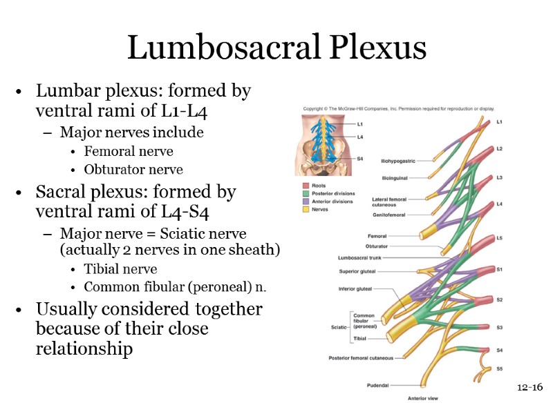 12-16 Lumbosacral Plexus Lumbar plexus: formed by ventral rami of L1-L4 Major nerves include